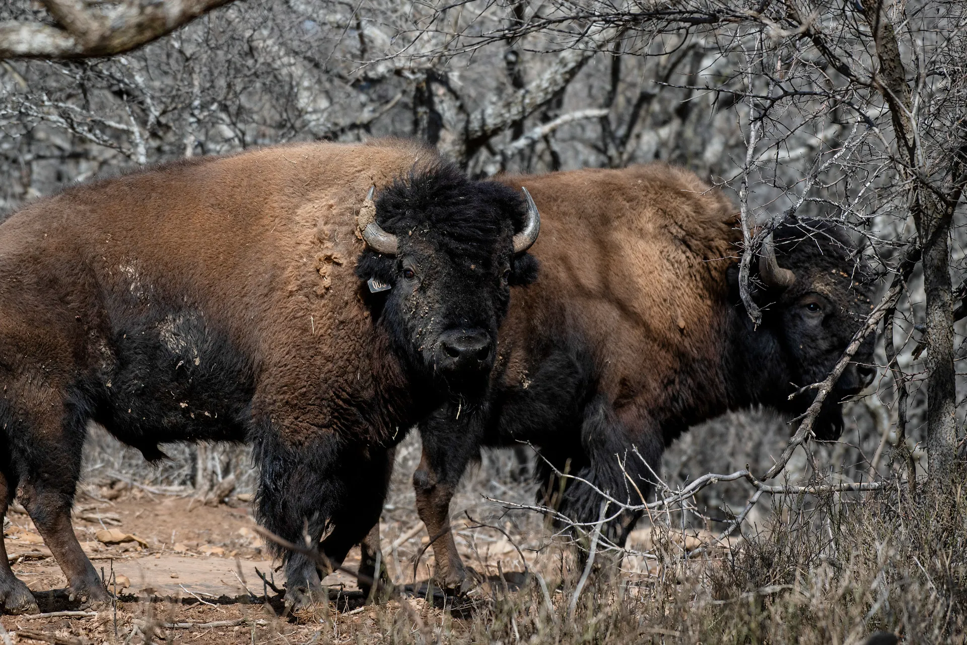 Bison on the ranch