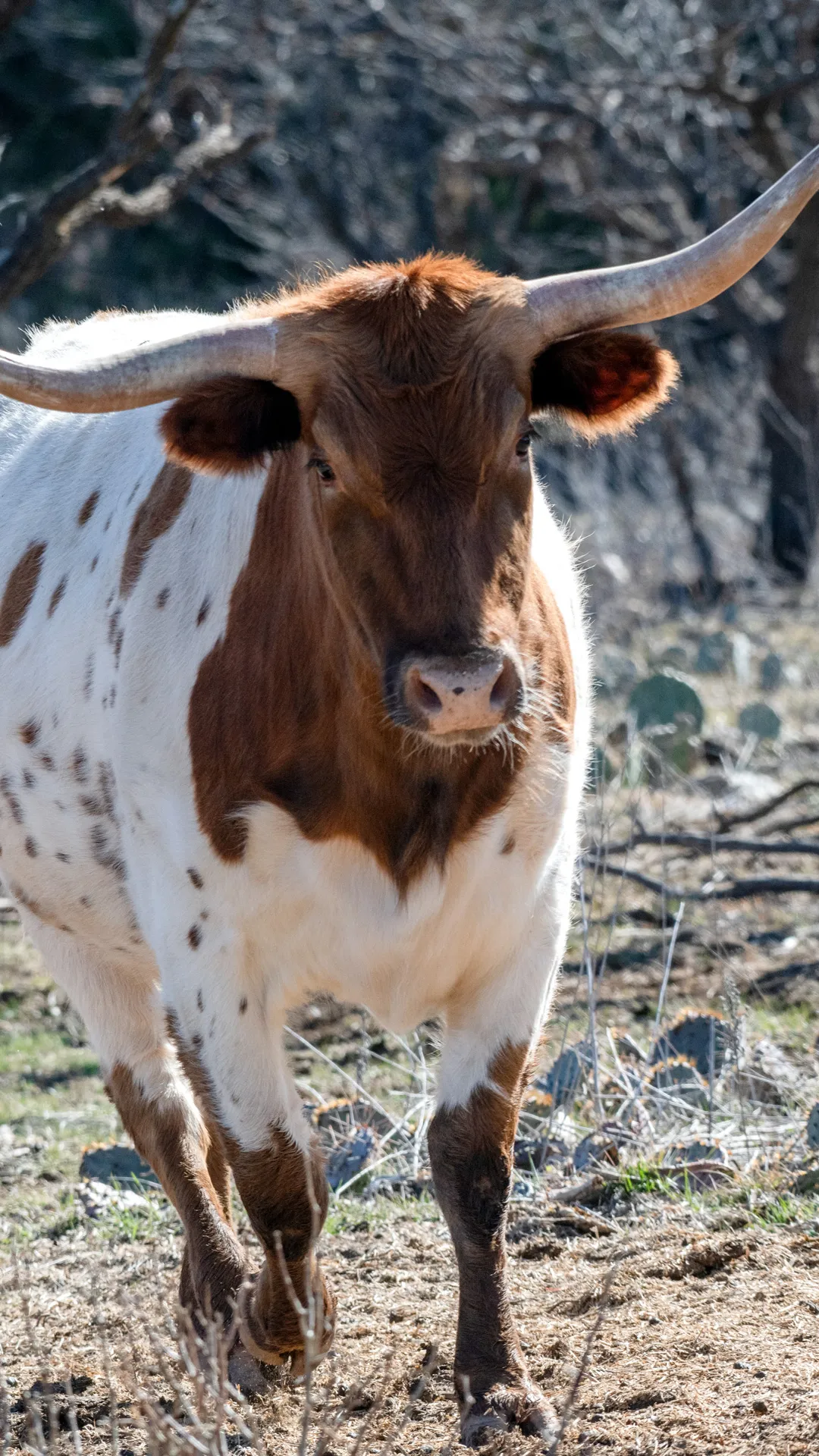 Texas longhorn